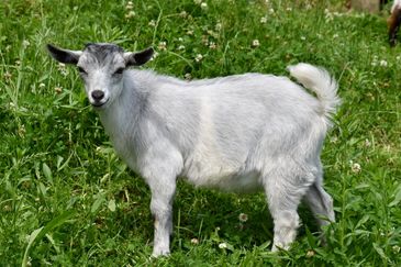 A white goat standing on grass.