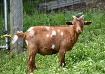 Brown goat standing in a grassy area.