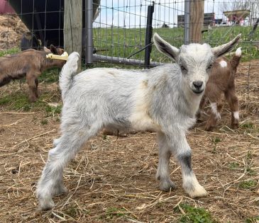 A cute white baby goat standing in a fenced area.