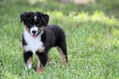 Mini Aussie Puppies For Sale Rocky Mountain Mini Aussies