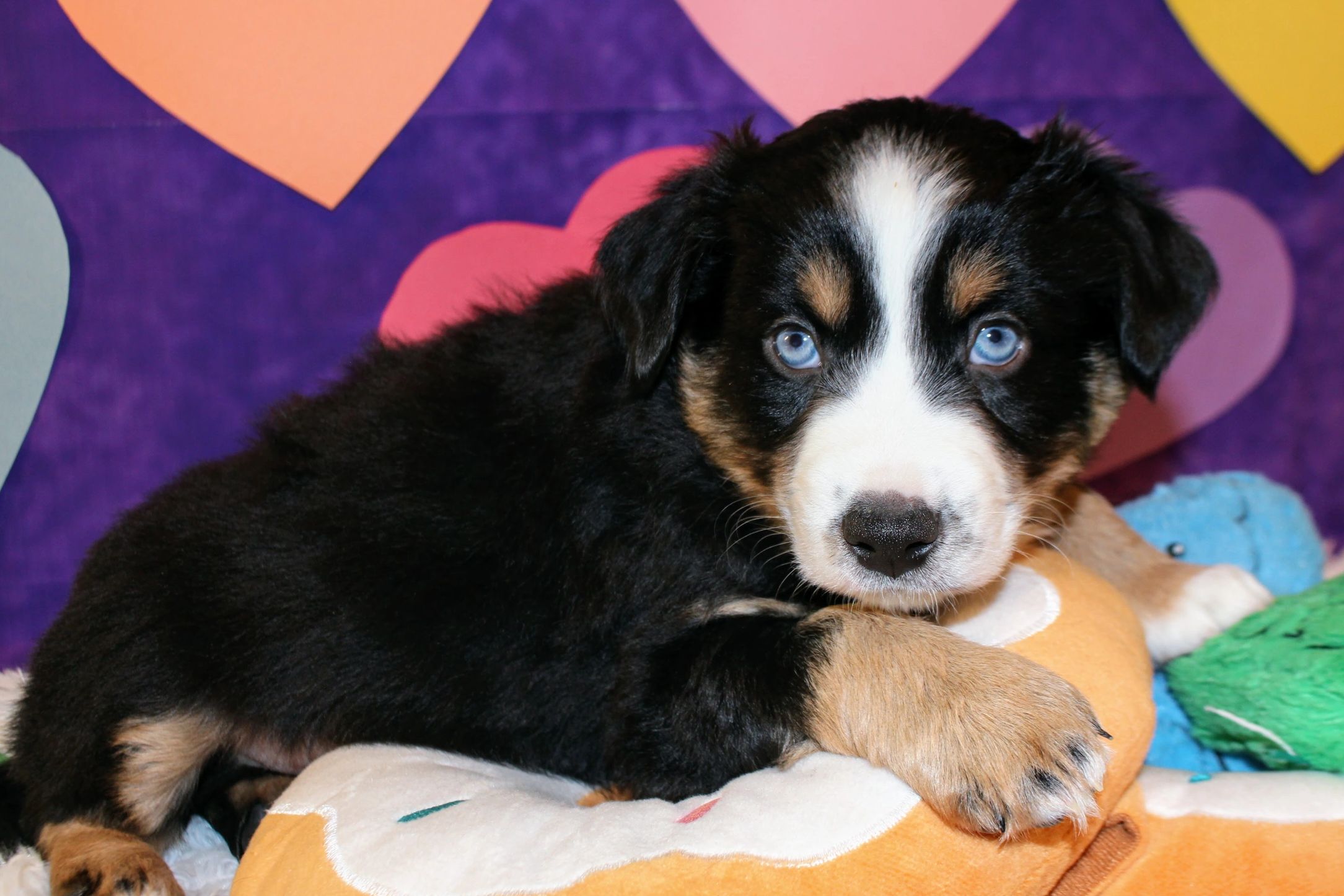 32+ Miniature Australian Shepherd Colorado