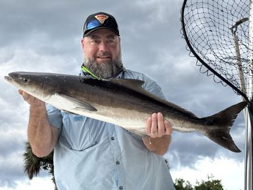 Cobia