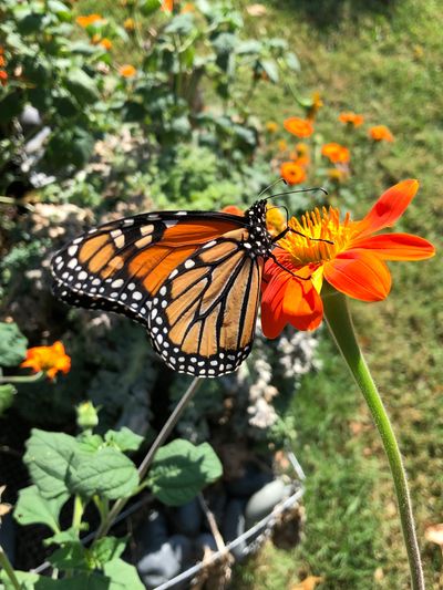 Mexican Sunflower