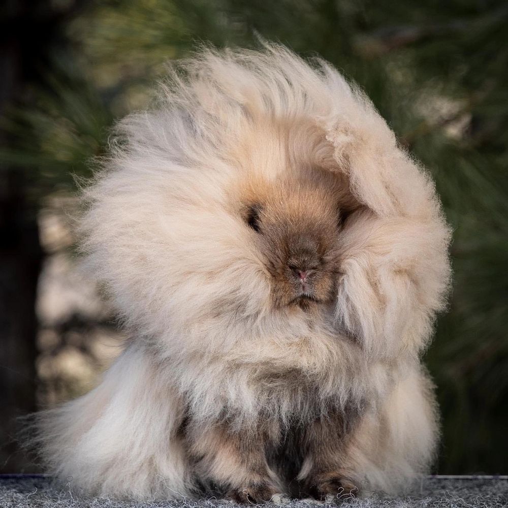 North American Lionhead Rabbit Club 9551