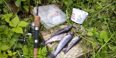 pêcheur - truites - pêche à la truite de ruisseau - Félix Pigeon courtier immobilier terre à bois 