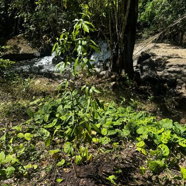A small tree in a sunlit forest near a flowing river.