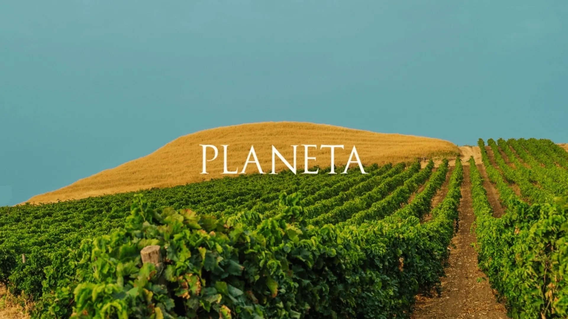 Champ de vigne avec le mot "PLANETA" sur une colline.