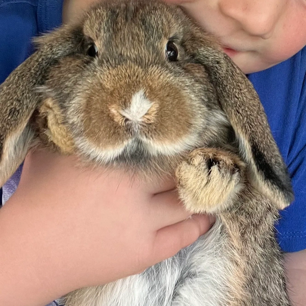 Sweetest holland lop bunny! 