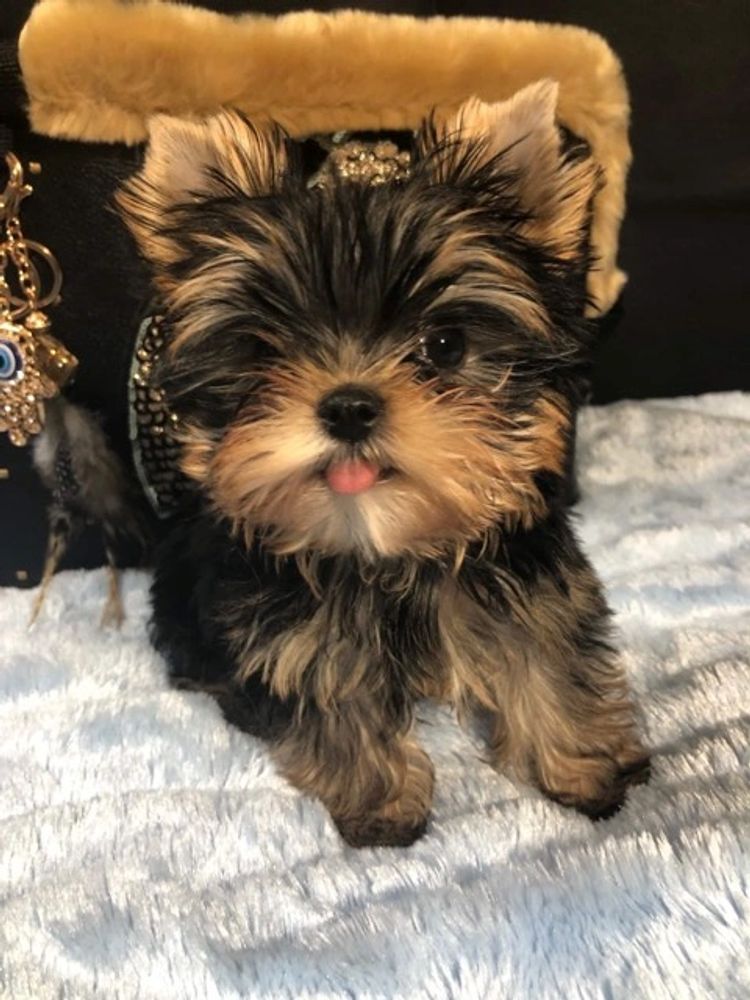 Teacup Yorkshire Terrier puppies for sale