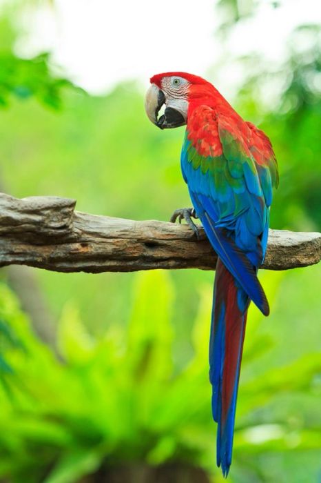 Featured Green-winged Macaw