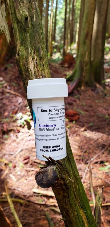 Blueberry Kush in Nature