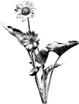 Balsam Root Design