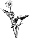 Balsam Root Design