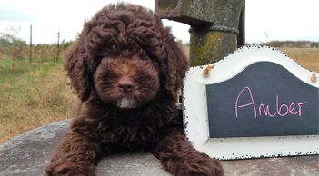 Solid chocolate mini labradoodle