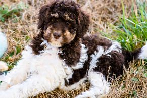 Chocolate phantom parti tri labradoodle