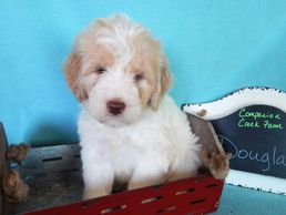 Caramel Parti petite Labradoodle