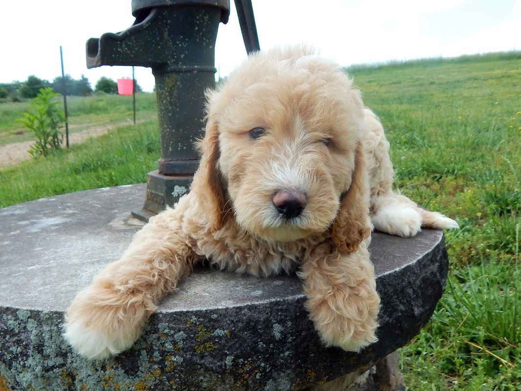 Companion Creek Farm Labradoodle Puppies, Breeder, Puppies for Sale