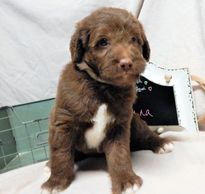 Chocolate Mismarked Mini Labradoodle