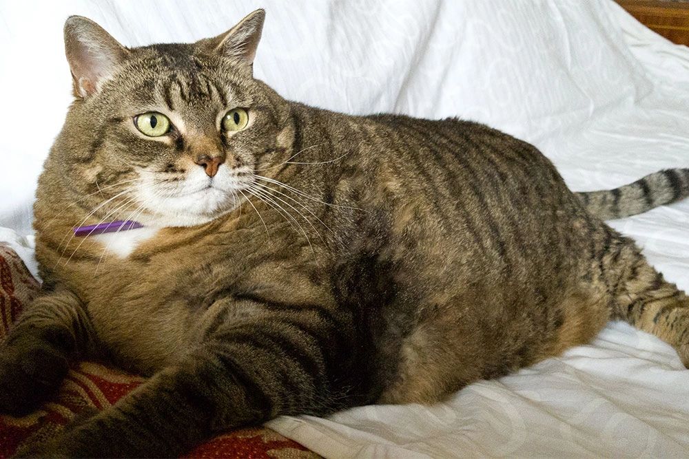 Managing Diabetes in Cats: Causes and Long-Term Care - Cat Leukemia Life Expectancy With Diabetes
