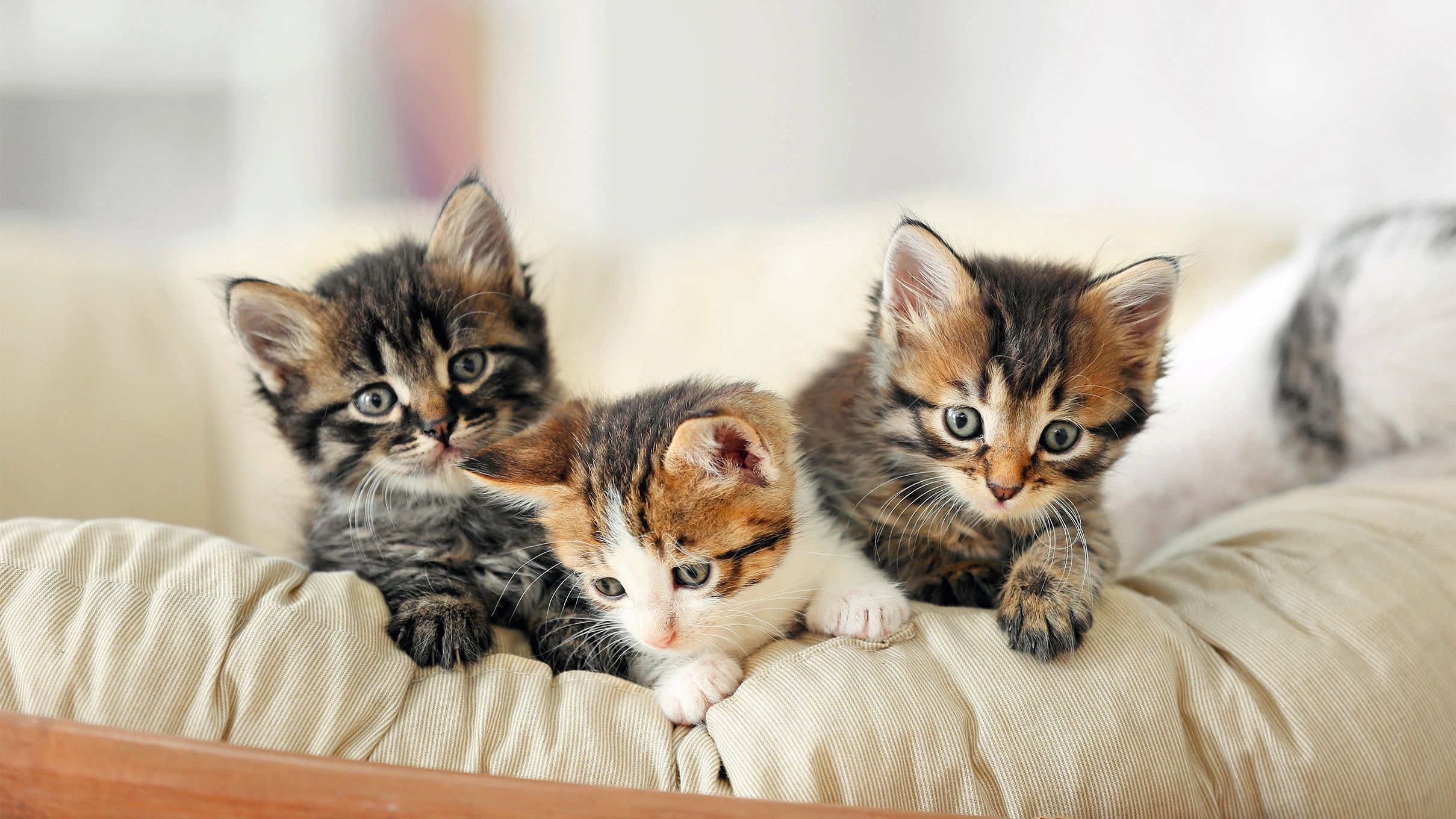 Kitten Behavior Training