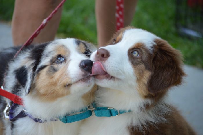 Socializing my puppies!