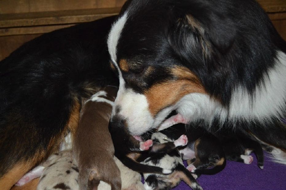 Beautiful Retro with her newborn babies 2014