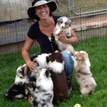 Crate Training Your Australian Shepherd - Learn How to Do It!