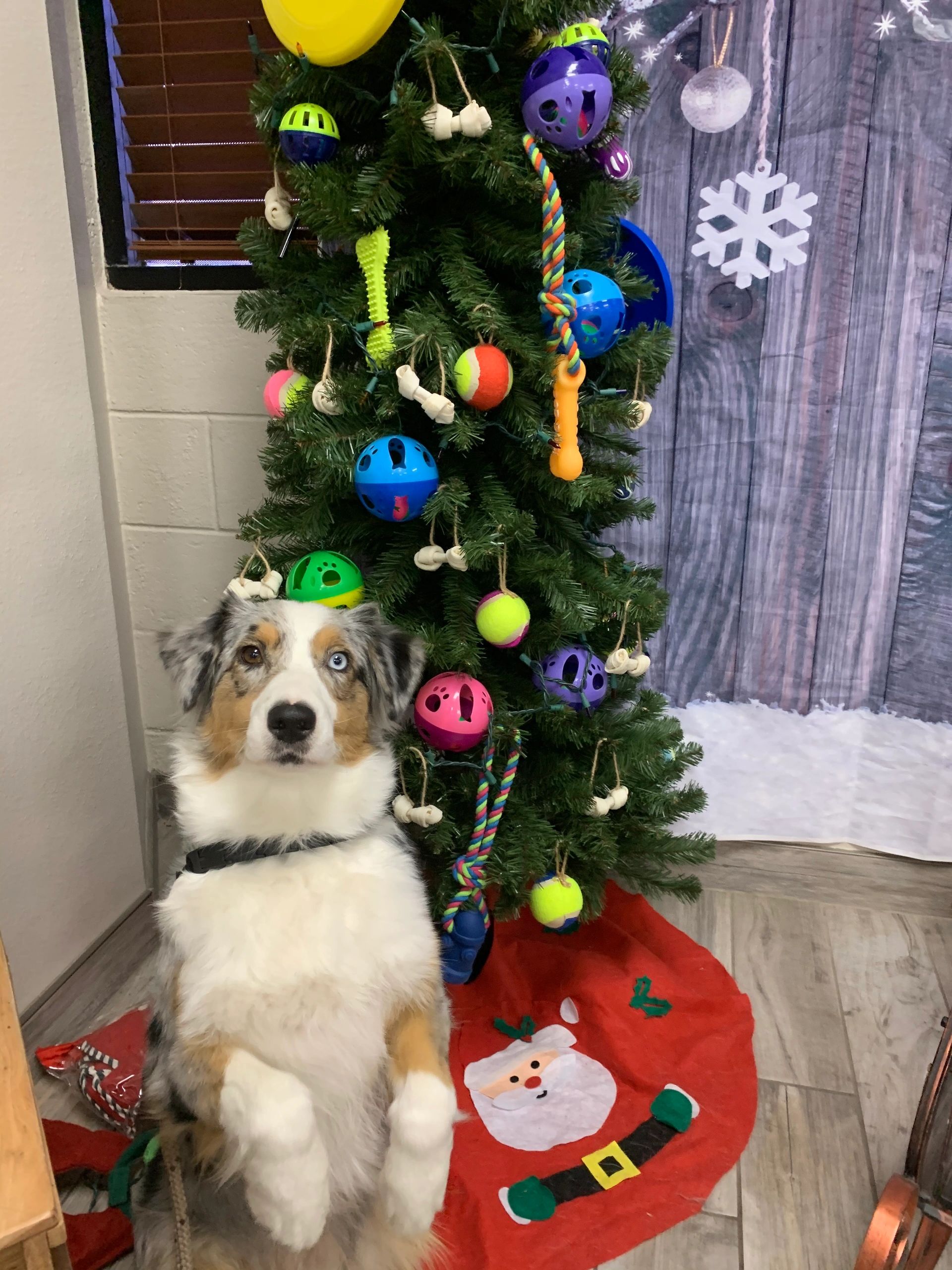 Sky posing at the vets office for a cookie ♥️ She’s always the main attraction wherever we go🥰