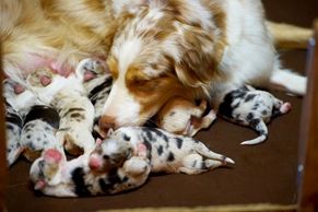 Daisy with her first litter!