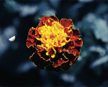 Close-up of a vibrant marigold flower with yellow and red petals.