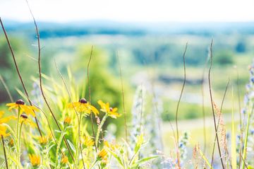 The wildflowers that now grow atop Little Round Top overlooking Devil's Den at Gettysburg National C