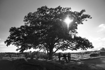 A witness tree at Gettysburg National Cemetery atop Devil's Den