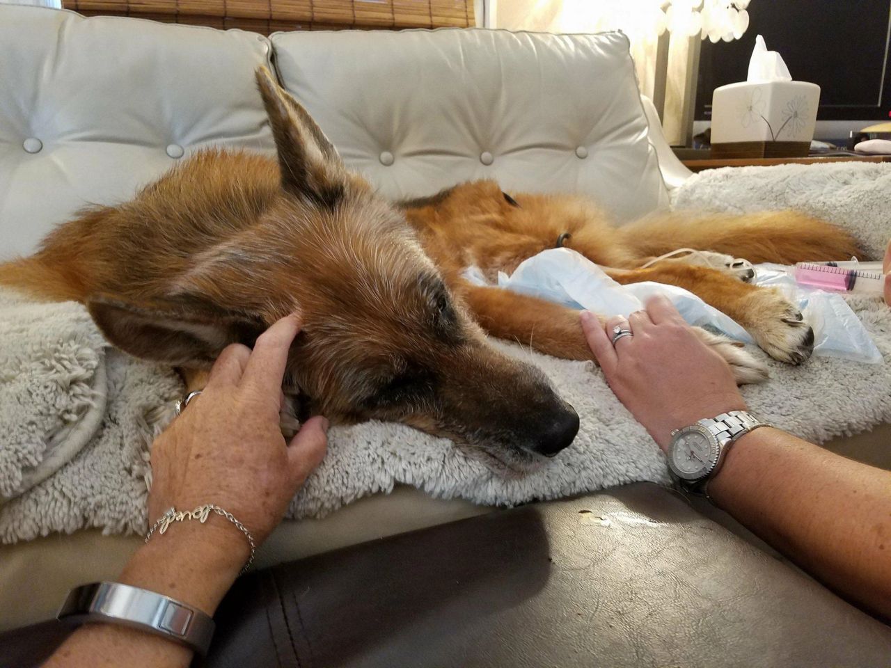 Elsa receives her second injection - which is the anesthesia that helped her cross over in a deep peaceful sleep.