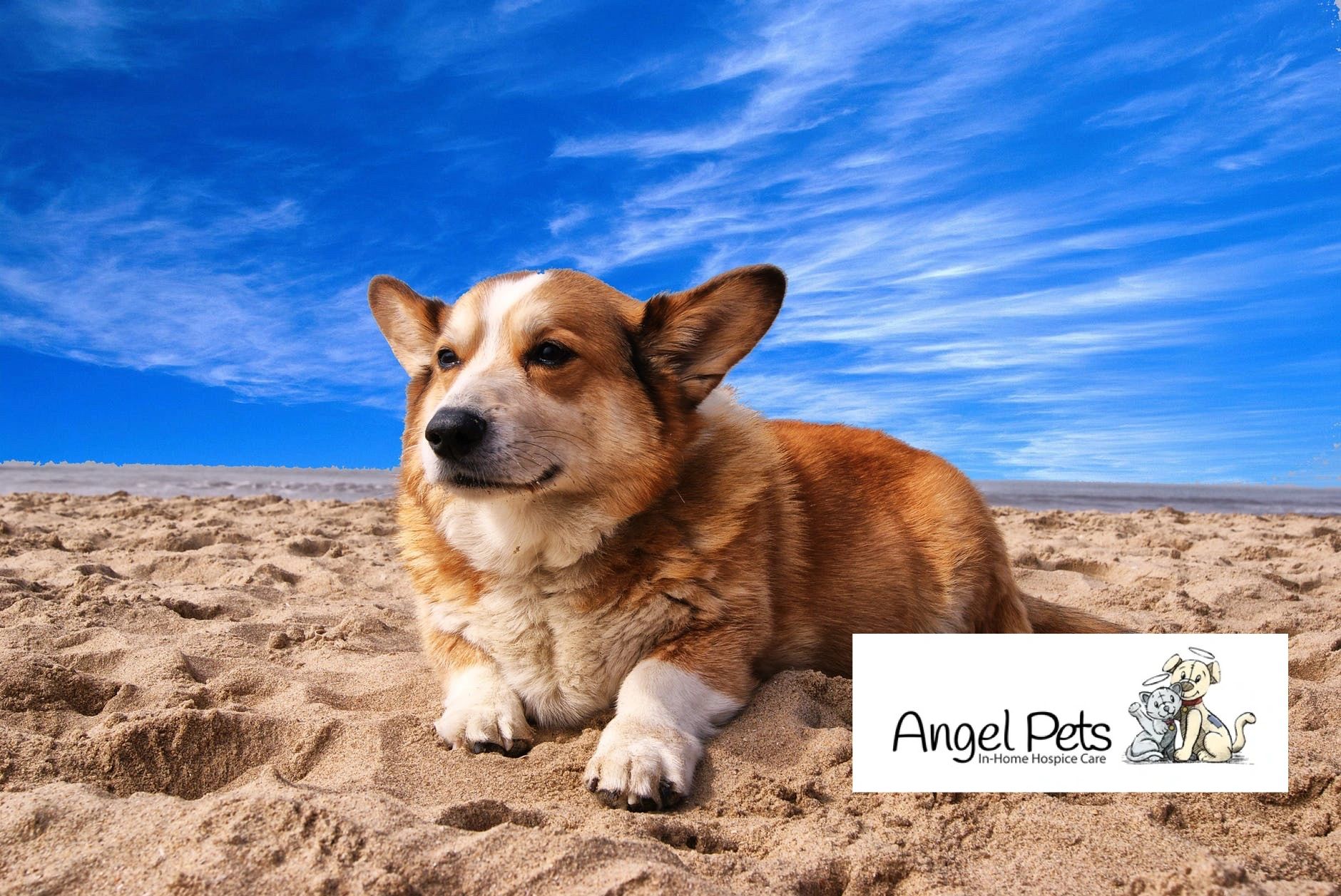 agape pet services virginia beach