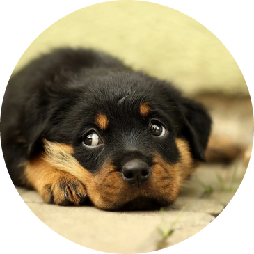 Tenemos una amplia gama de seguros de animales de compañia o mascotas 
