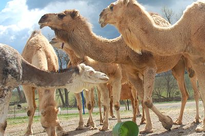 Oklahoma camel company camel herd
