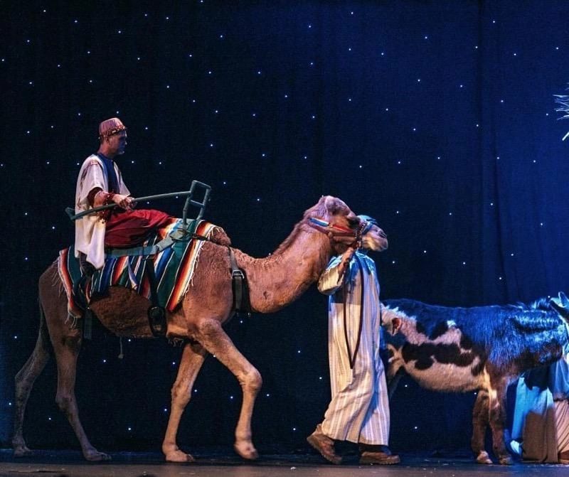Camel on stage at live church nativity play