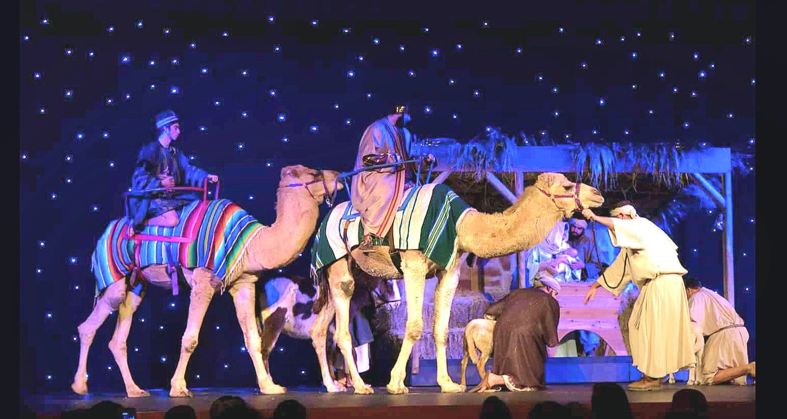 Two camels from oklahoma camel company at live church nativity