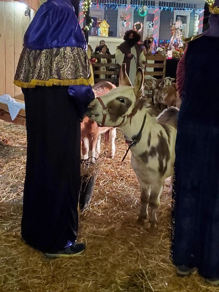 Donkey preforming at church nativity 