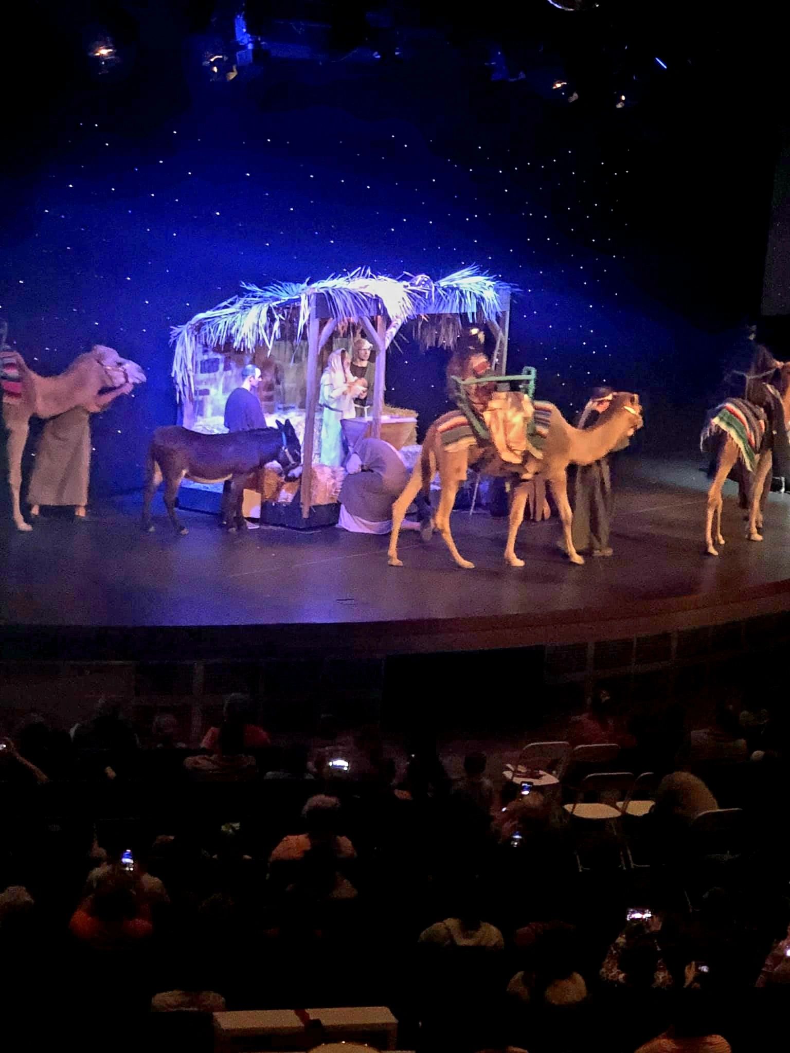 Two camels on stage during live nativity stage production.