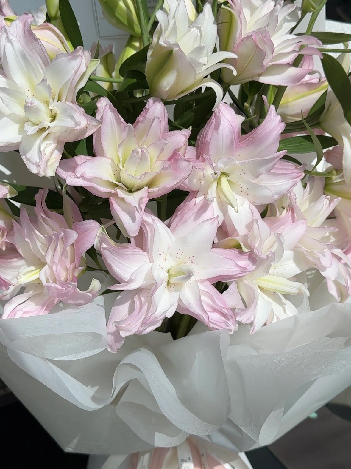 Pink Double-petaled Lily