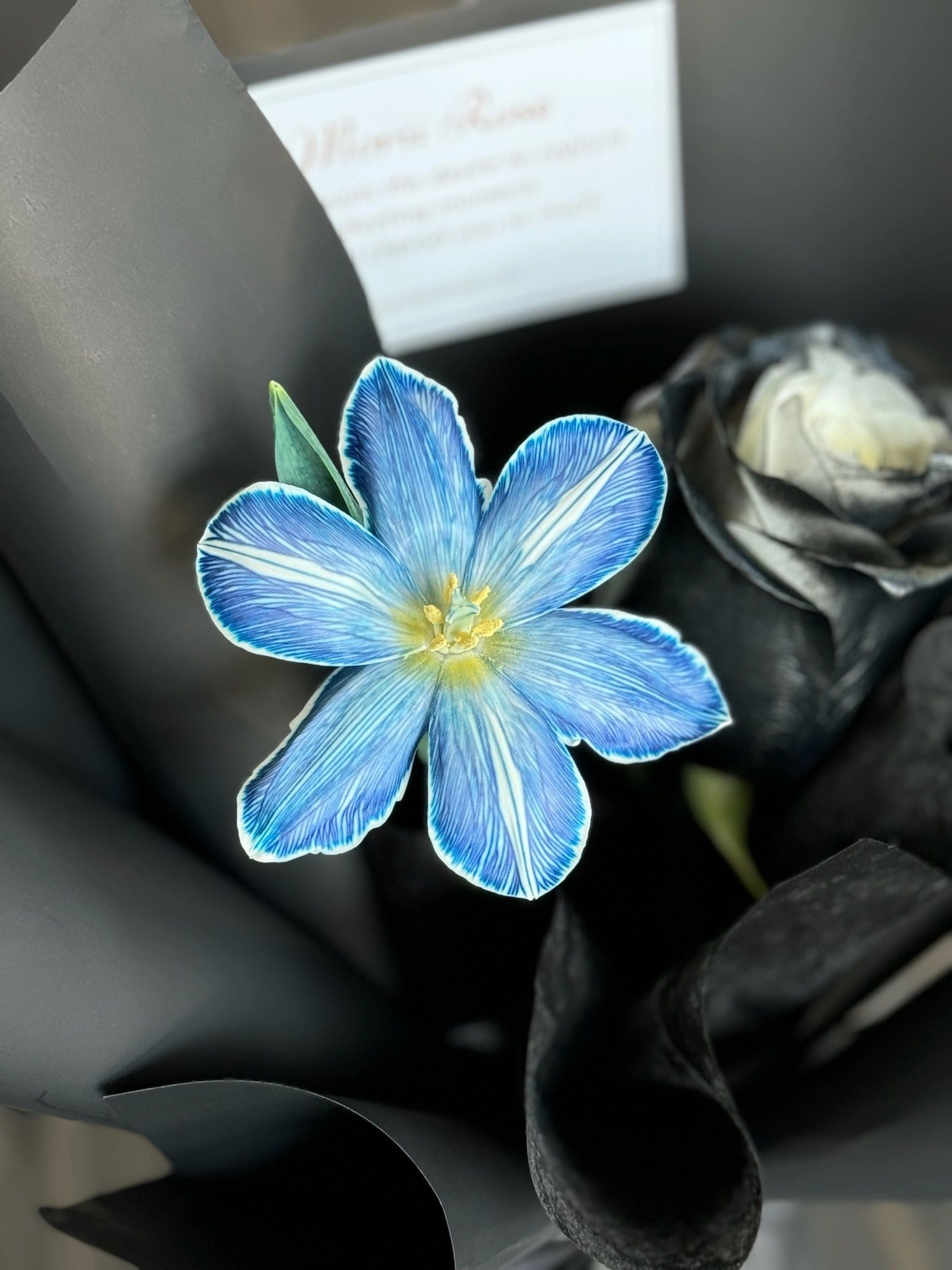 Blue Tulip Black Rose