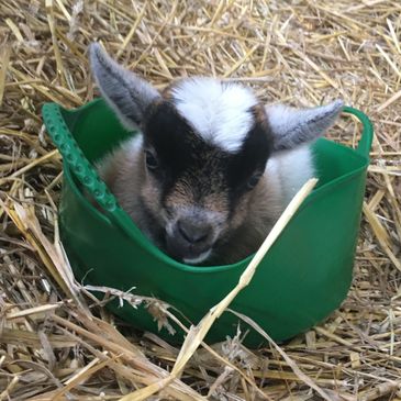 Jerry snuggly in his mum's breakfast bowl 