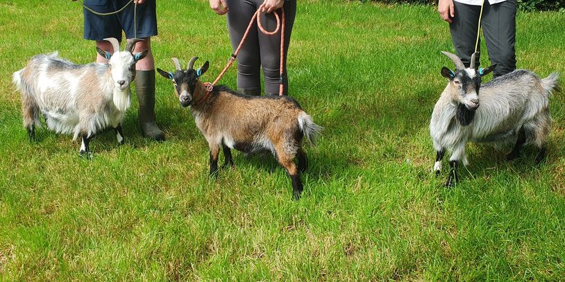Three goats on leashes standing on green grass with people.