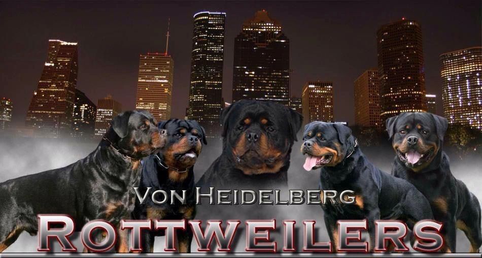 Von Heidelberg Rottweillers