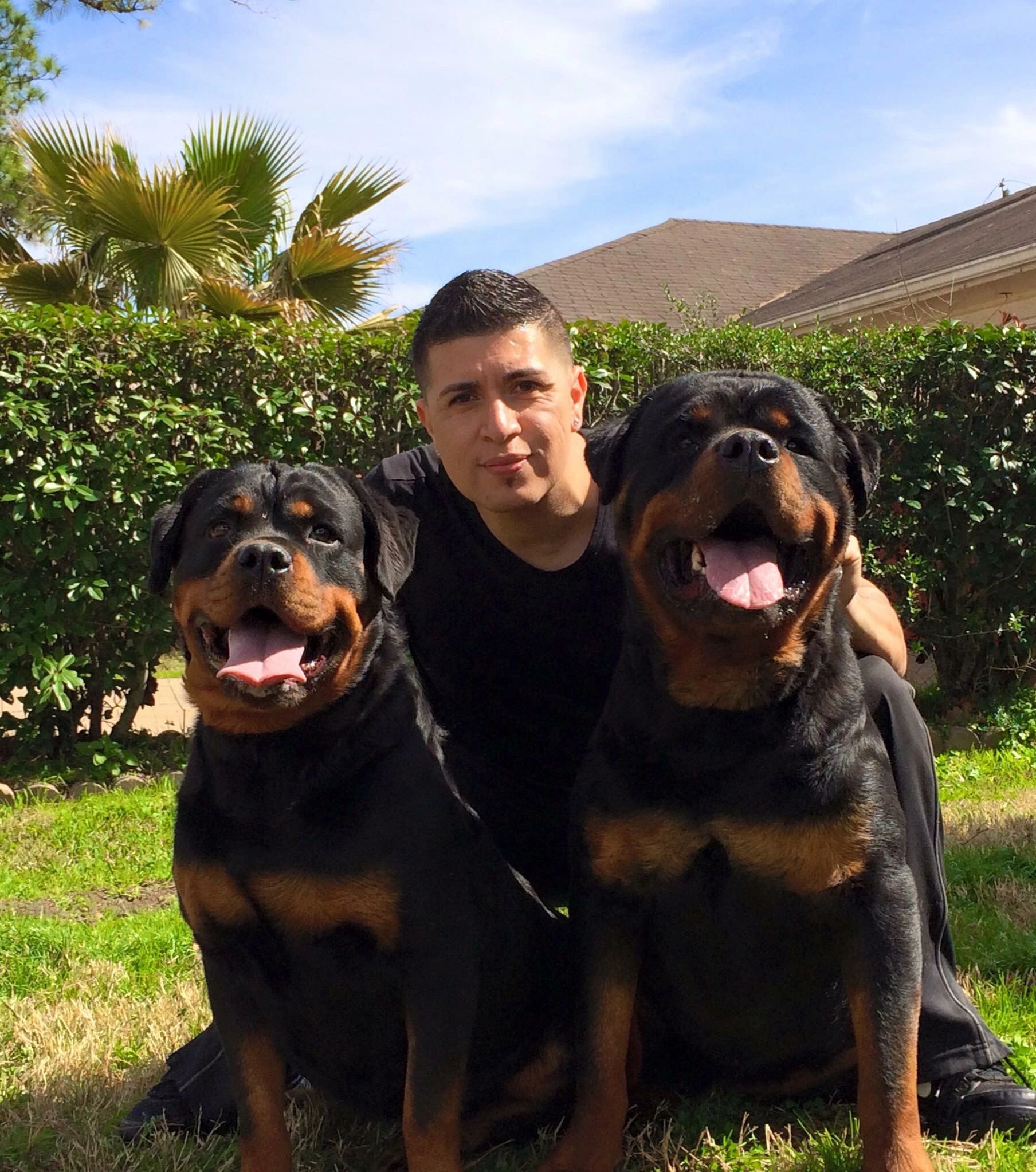 big headed rottweiler