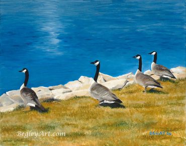 Four geese next to blue pond, rocks, Overland Park, Kansas, "Standing Still"