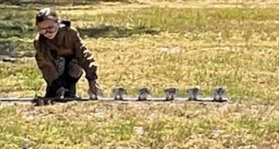 Child crouching near a row of small birds on grass.