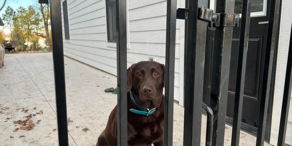 Chocolate labrador behind a black iron gate.