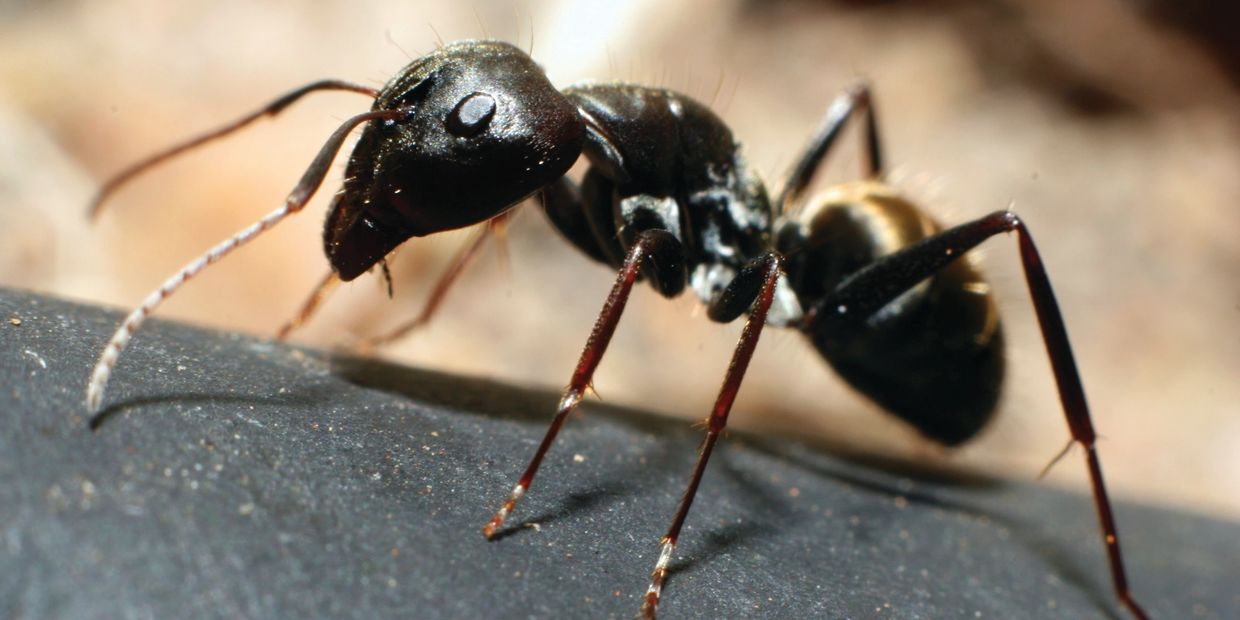 Ants infesting a home